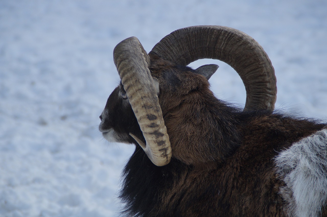 sheep mouflon winter free photo