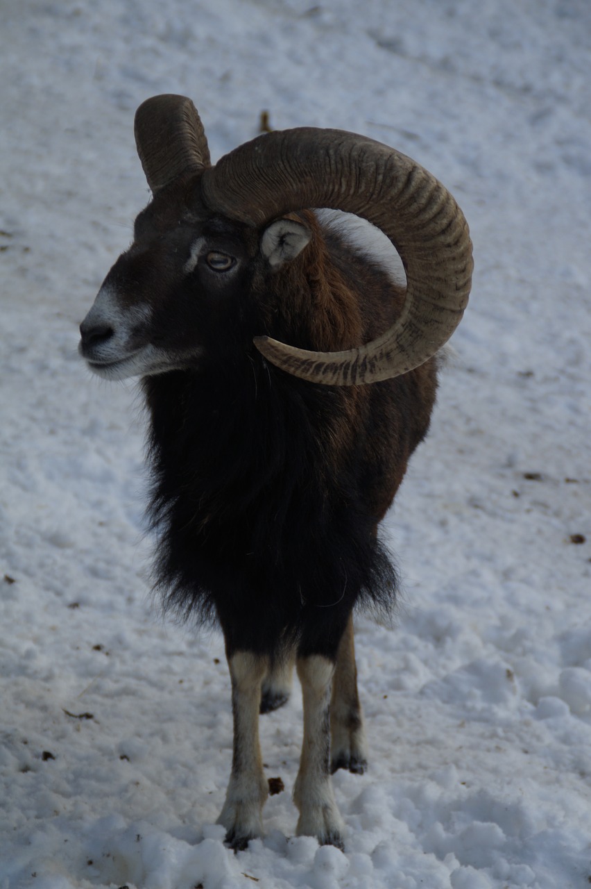 sheep mouflon winter free photo