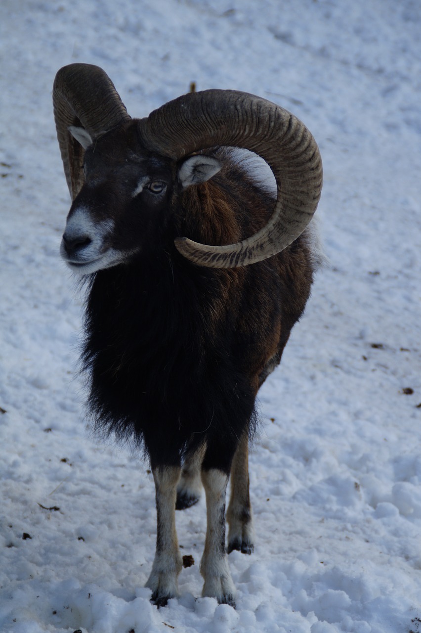 sheep mouflon winter free photo