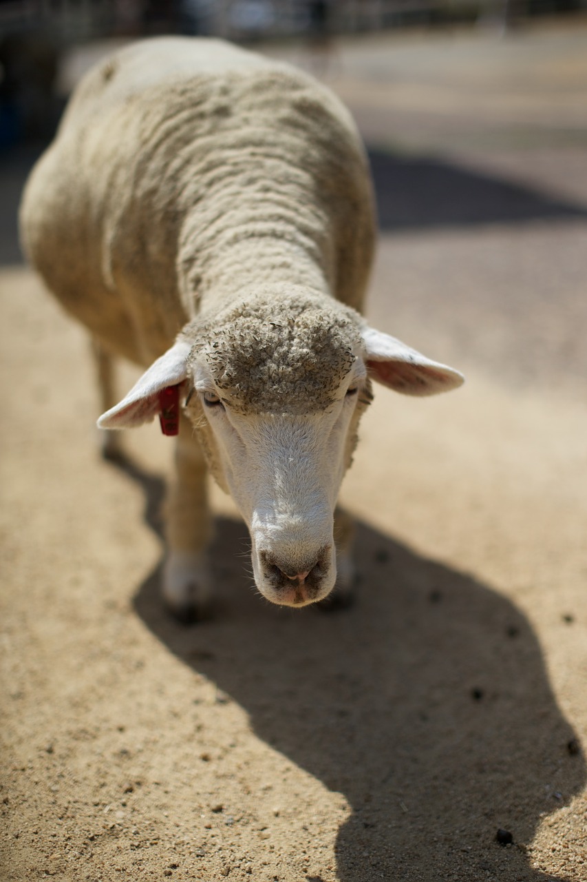 sheep goat cow free photo