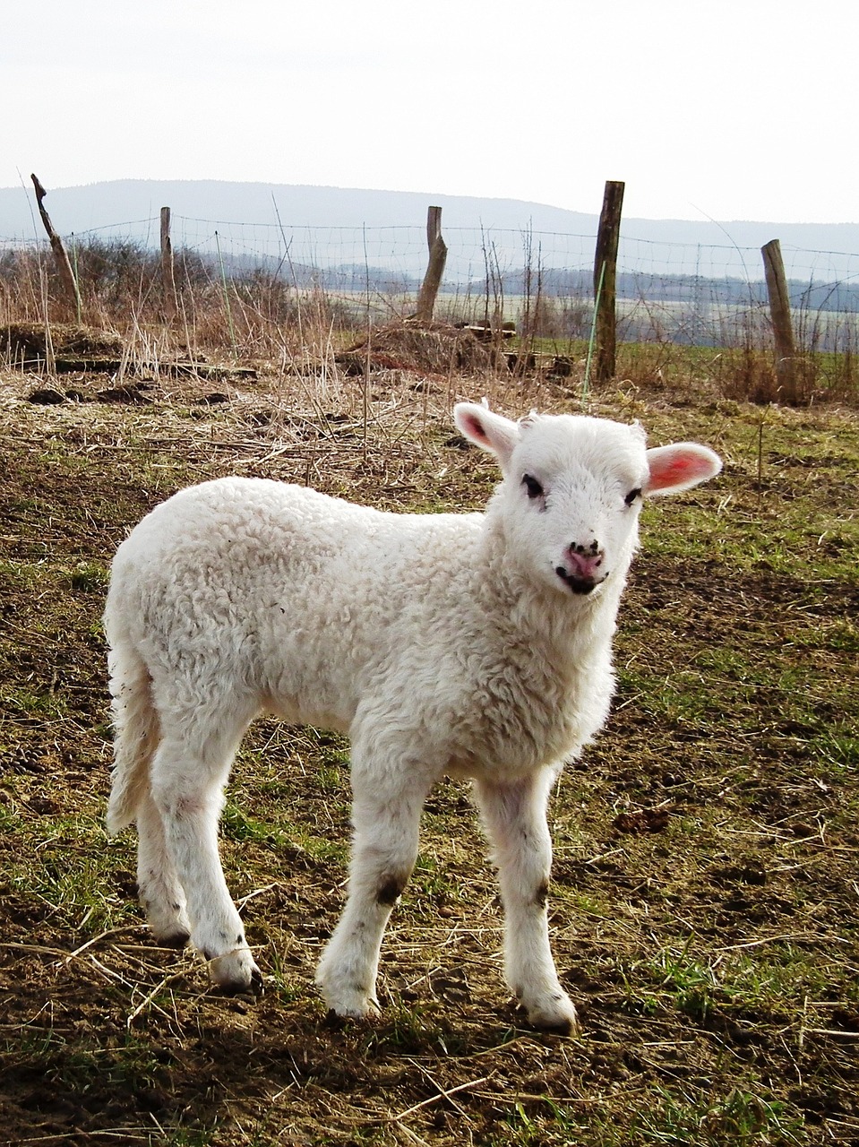 sheep lamb meadow free photo