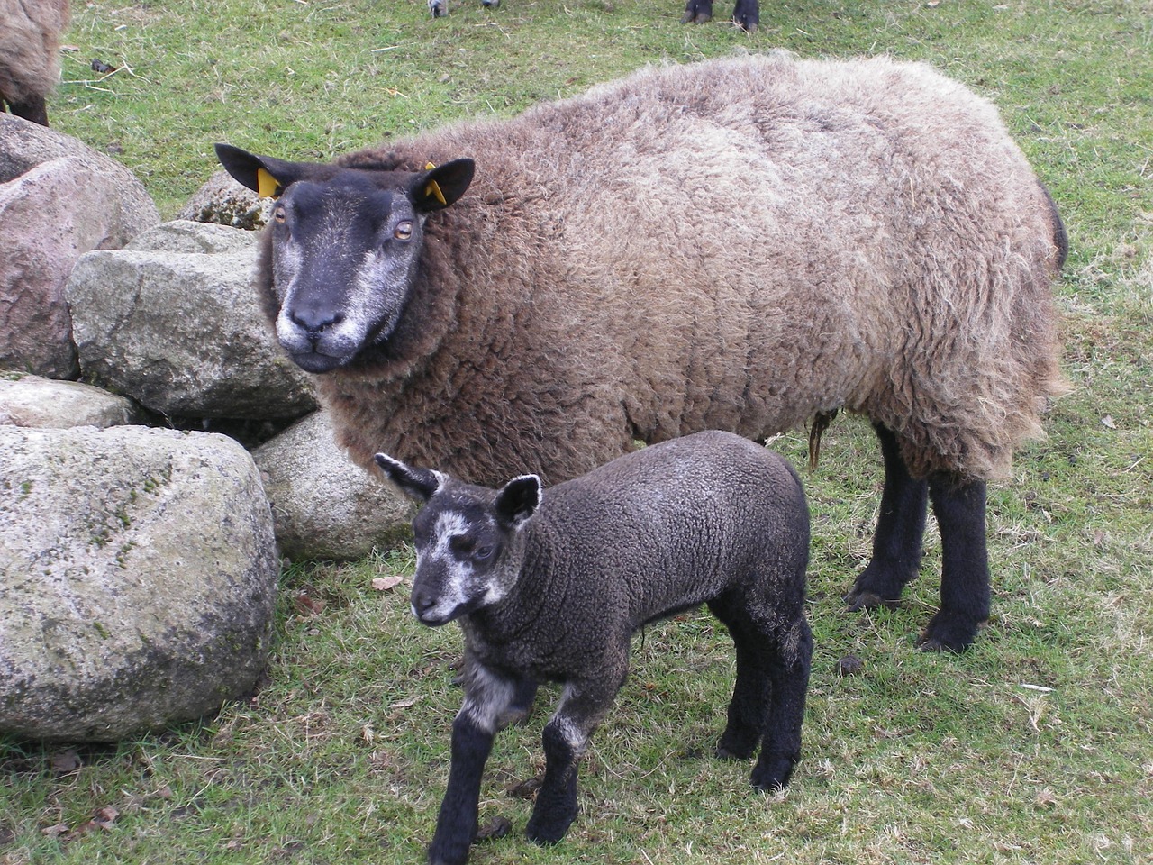 sheep mammal lamb free photo