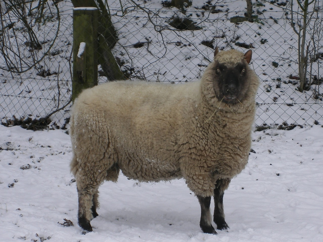 sheep mammal lamb free photo