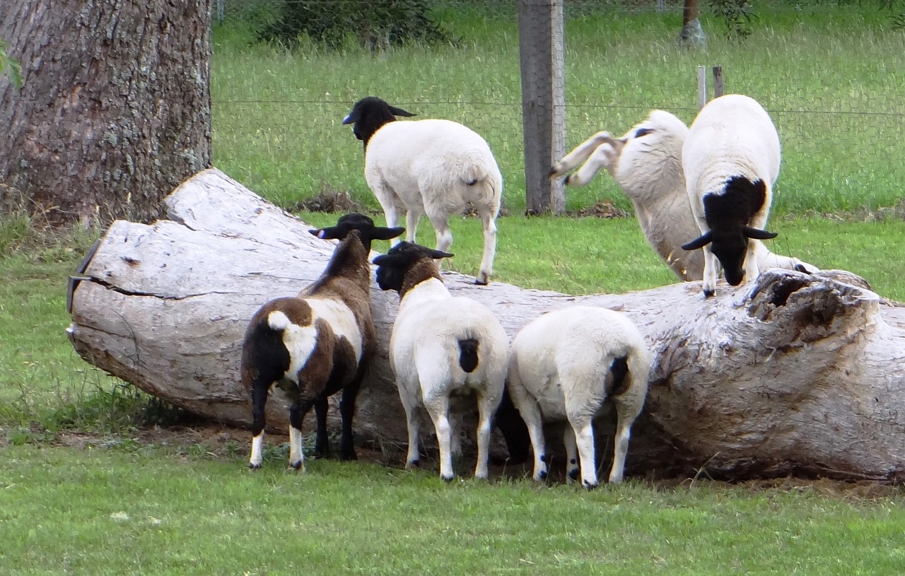 sheep lambs flock free photo