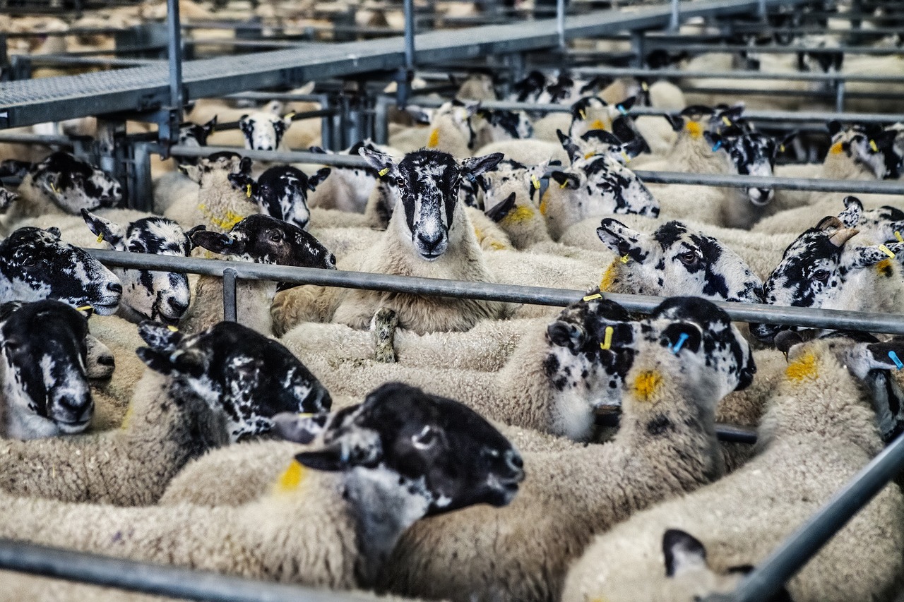 sheep lambs market free photo