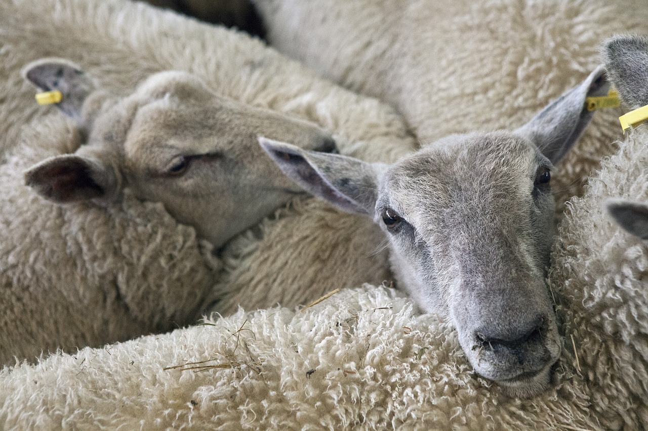sheep lambs farm free photo