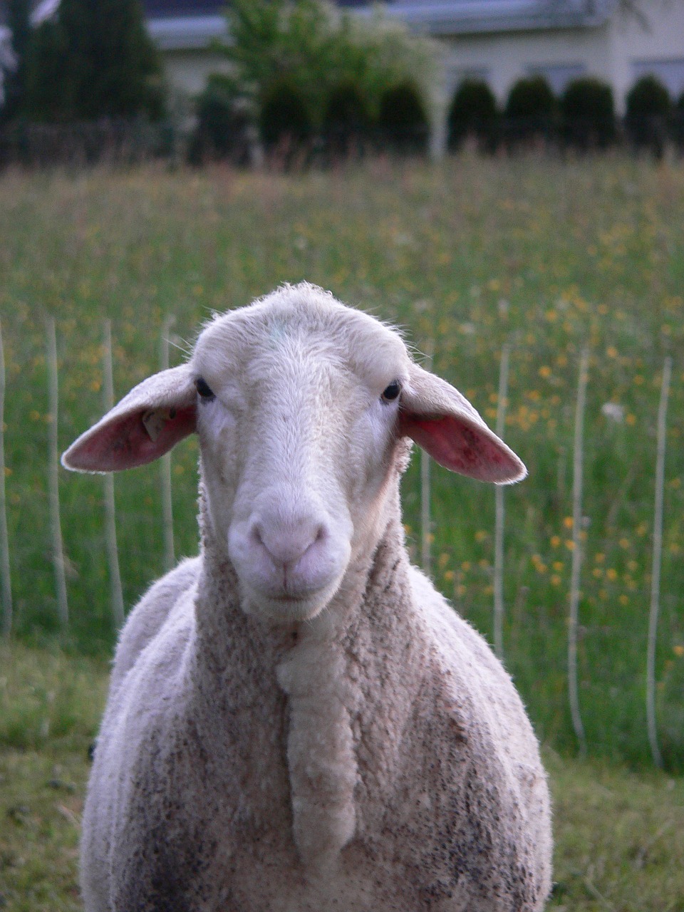 sheep animals nature free photo