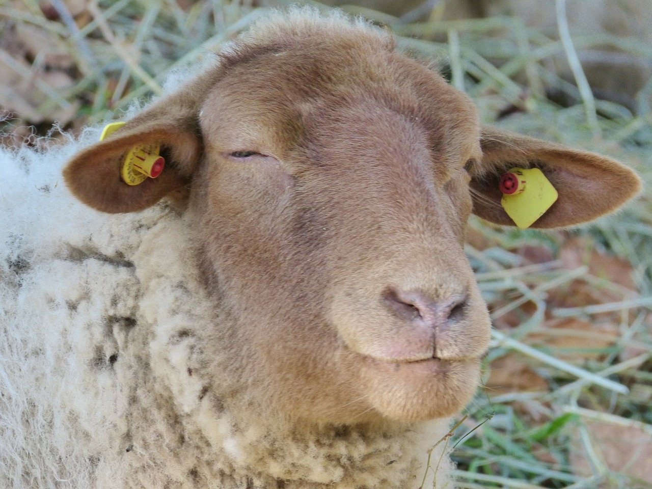 sheep sheepshead eyes free photo