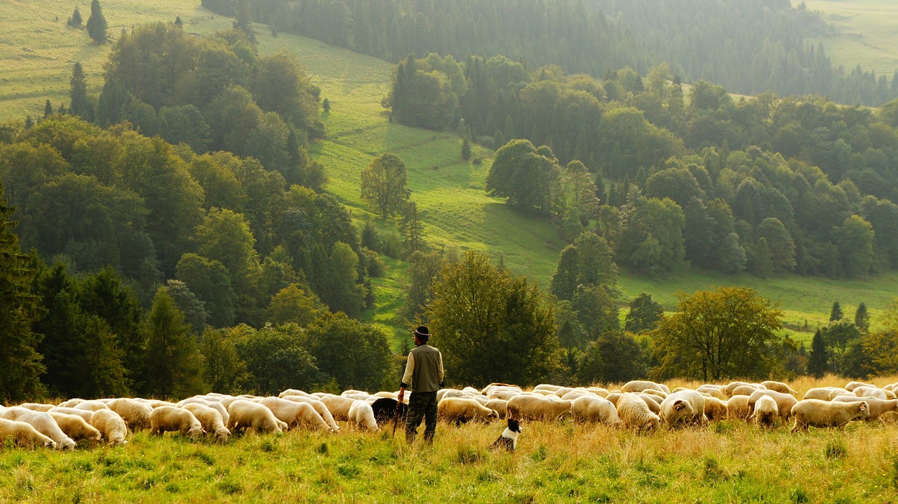 sheep farmer shepherd free photo