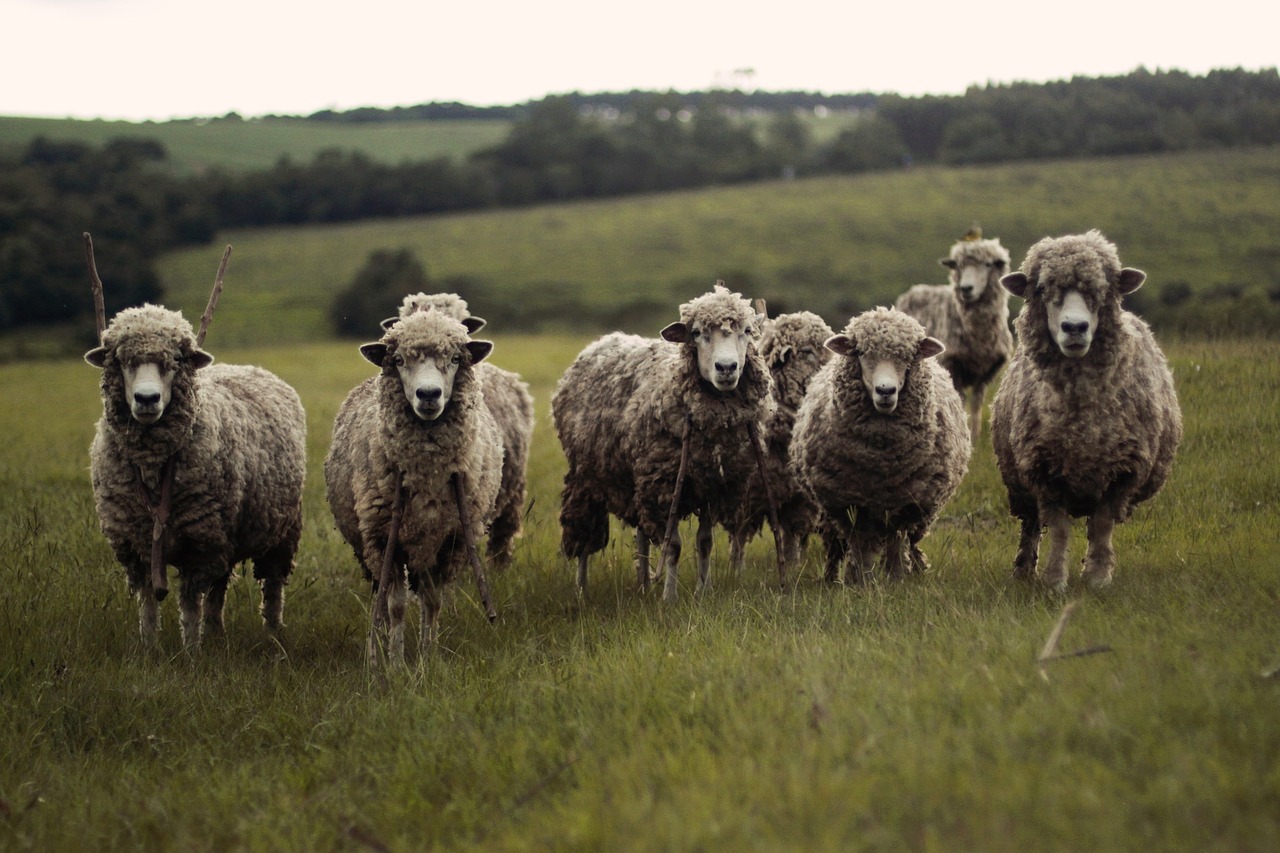 sheep herd livestock free photo