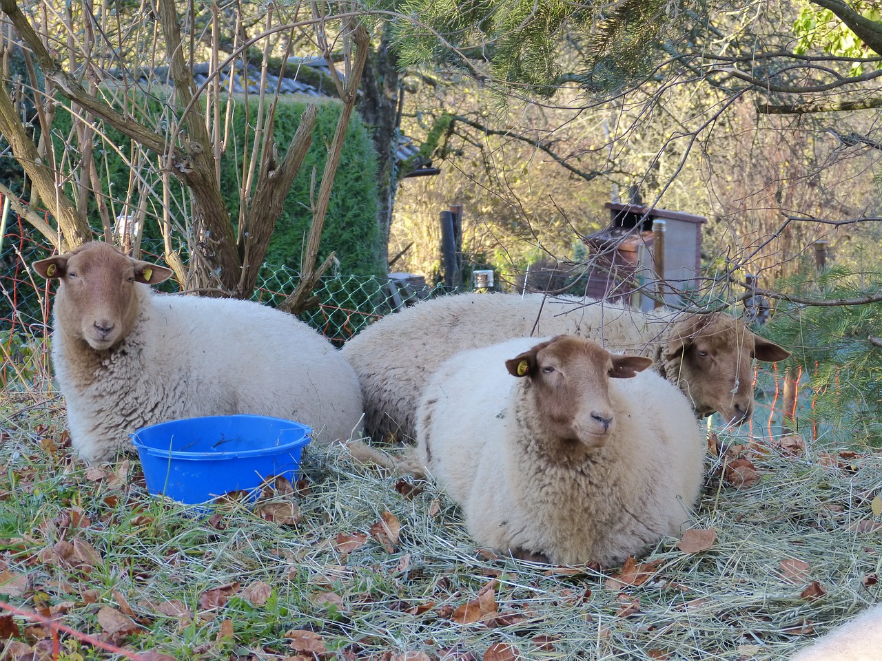 sheep flock pasture free photo