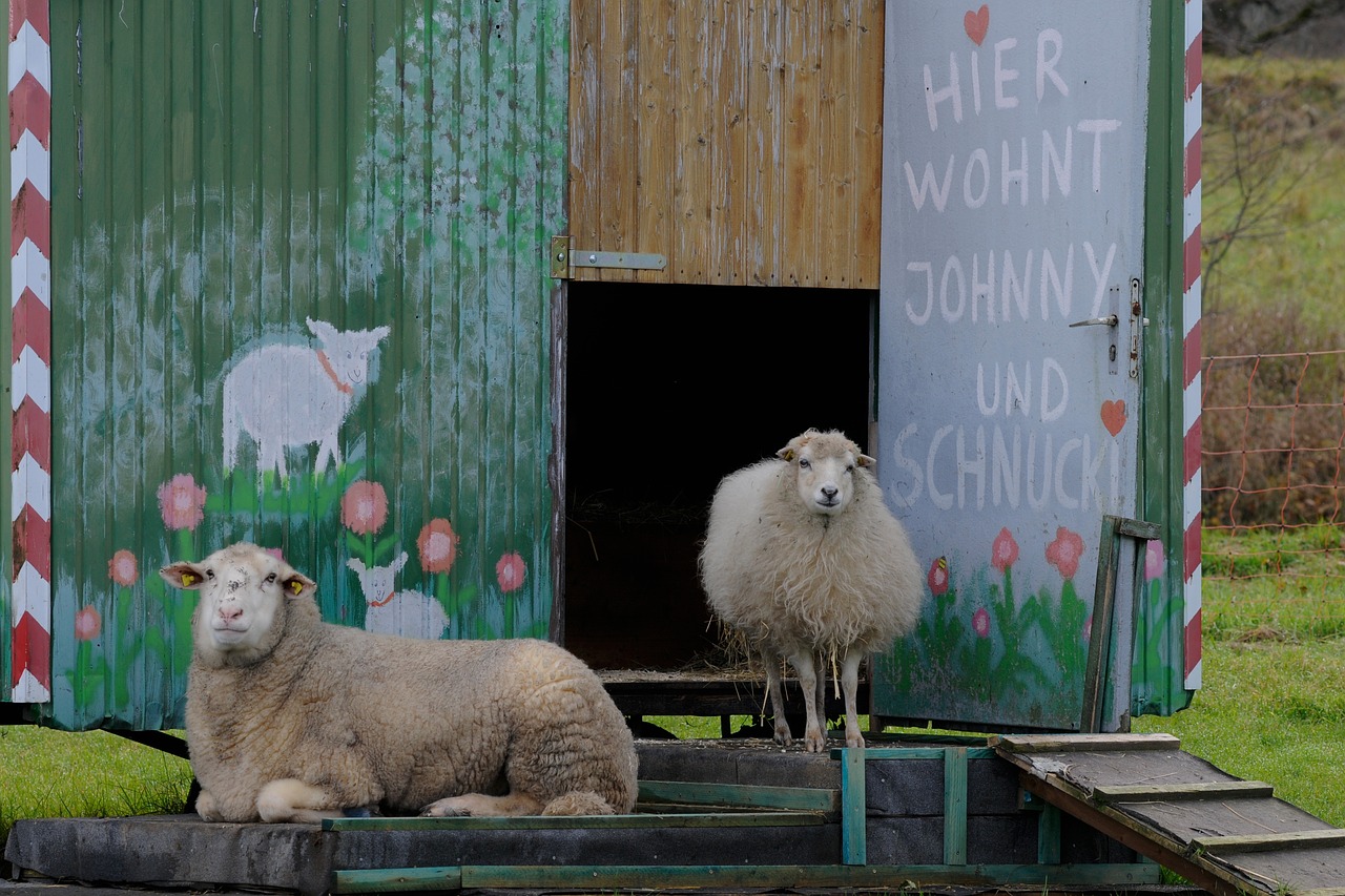 sheep bauwagen live free photo