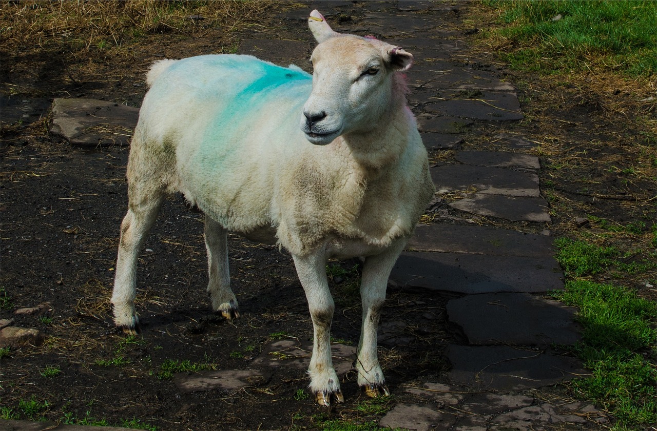 sheep animal farm free photo