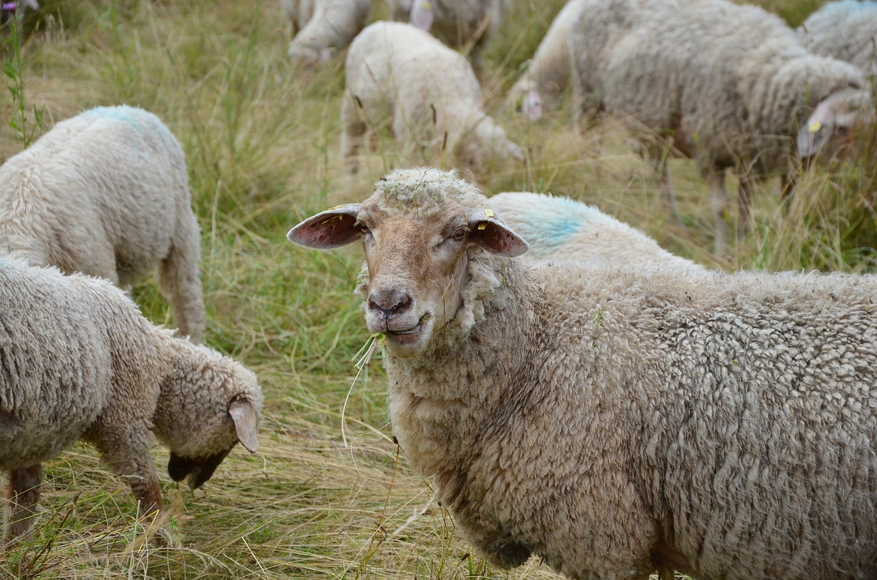 sheep flock of sheep eat free photo