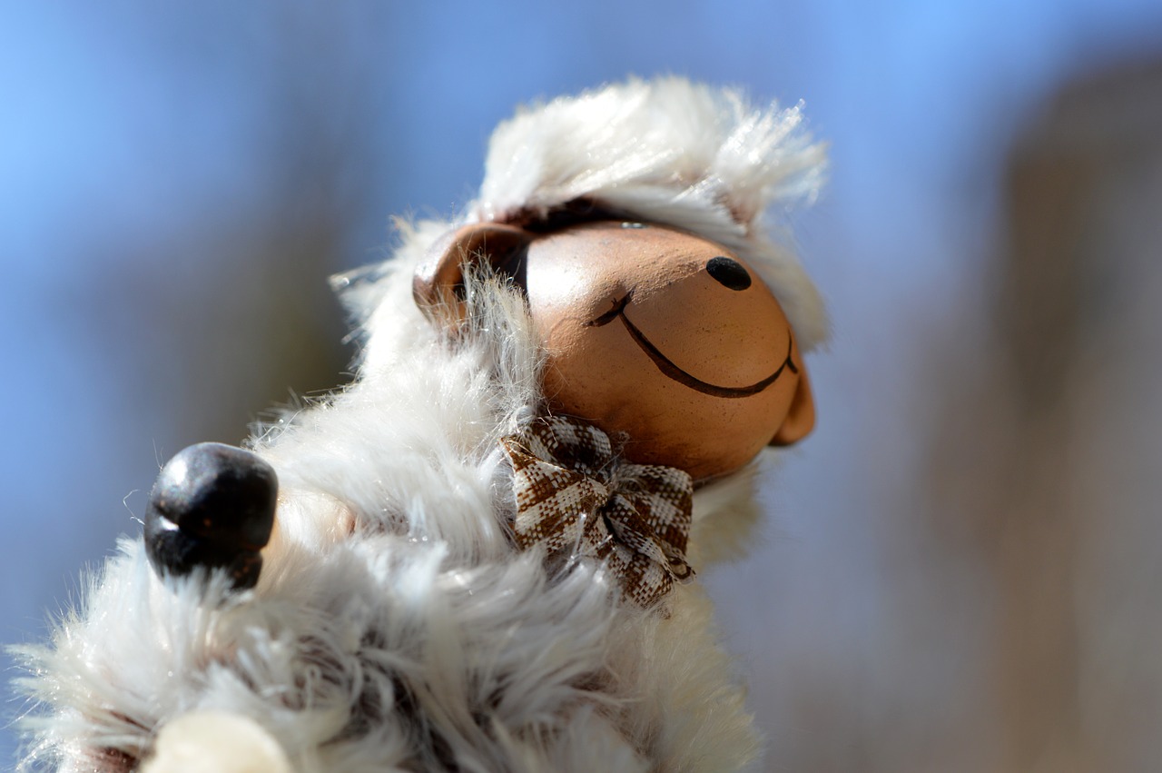 sheep cute funny free photo