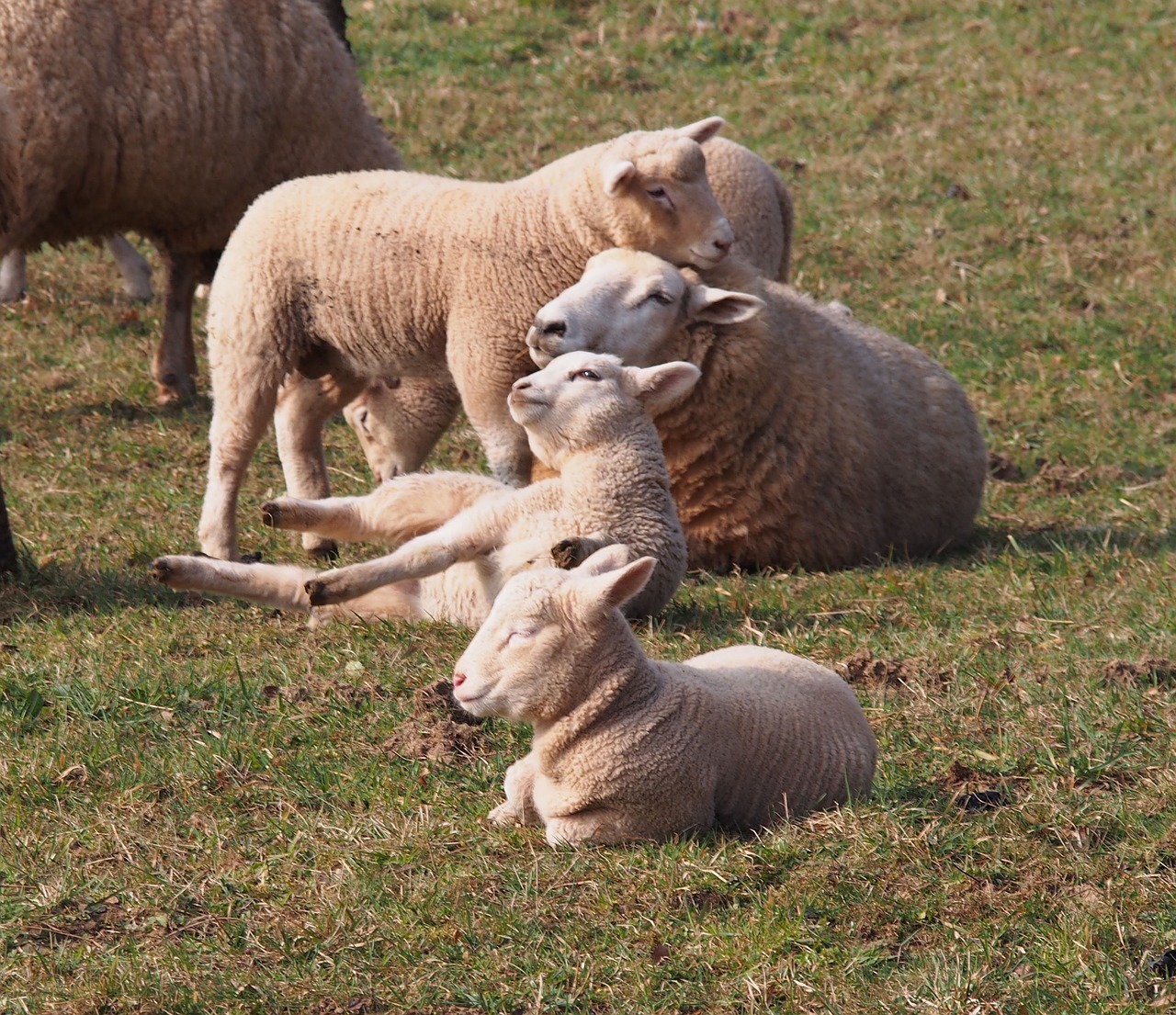 sheep lamb schäfchen free photo