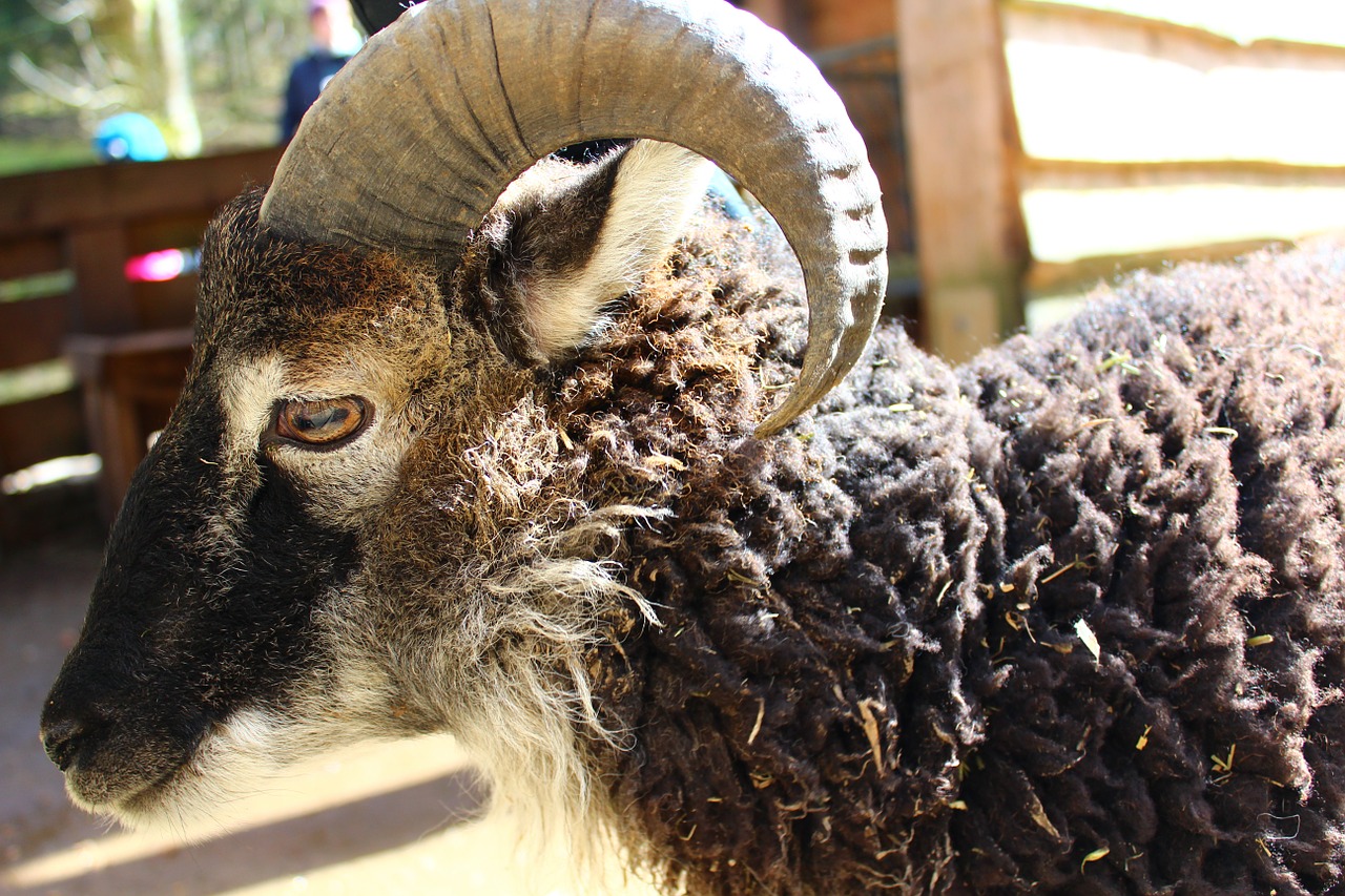 sheep horns wool free photo