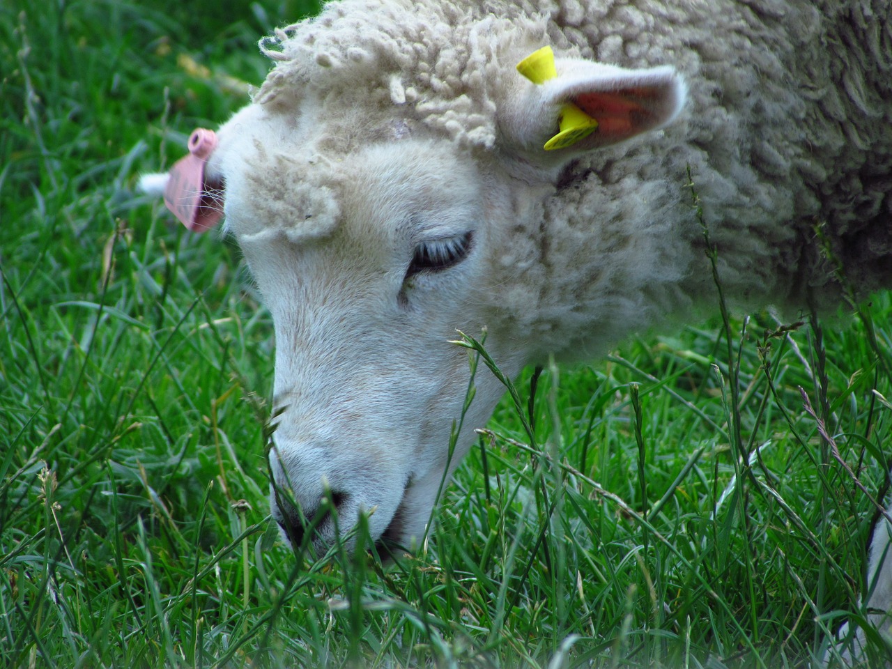 sheep nature animal free photo