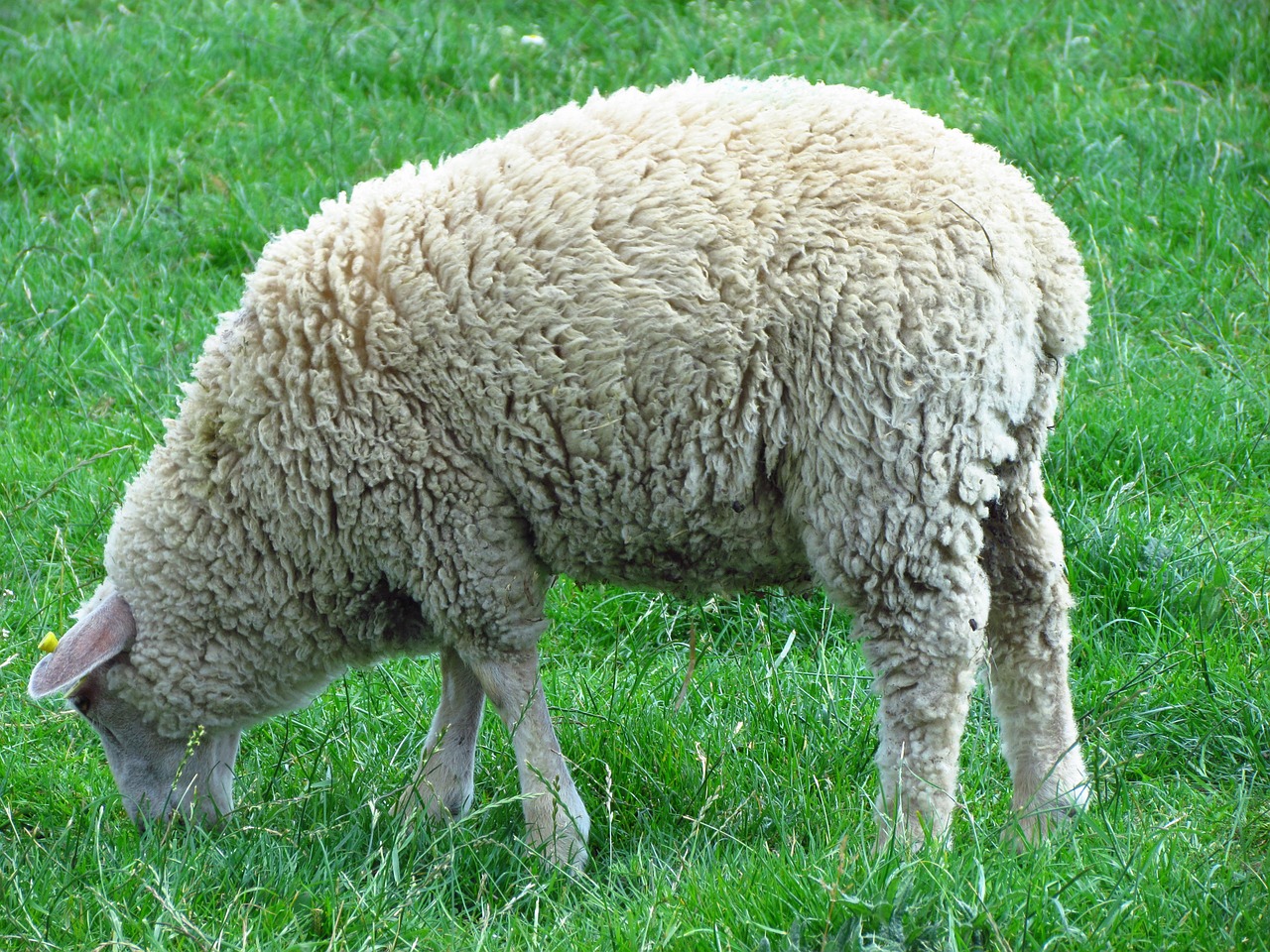 sheep nature animal free photo