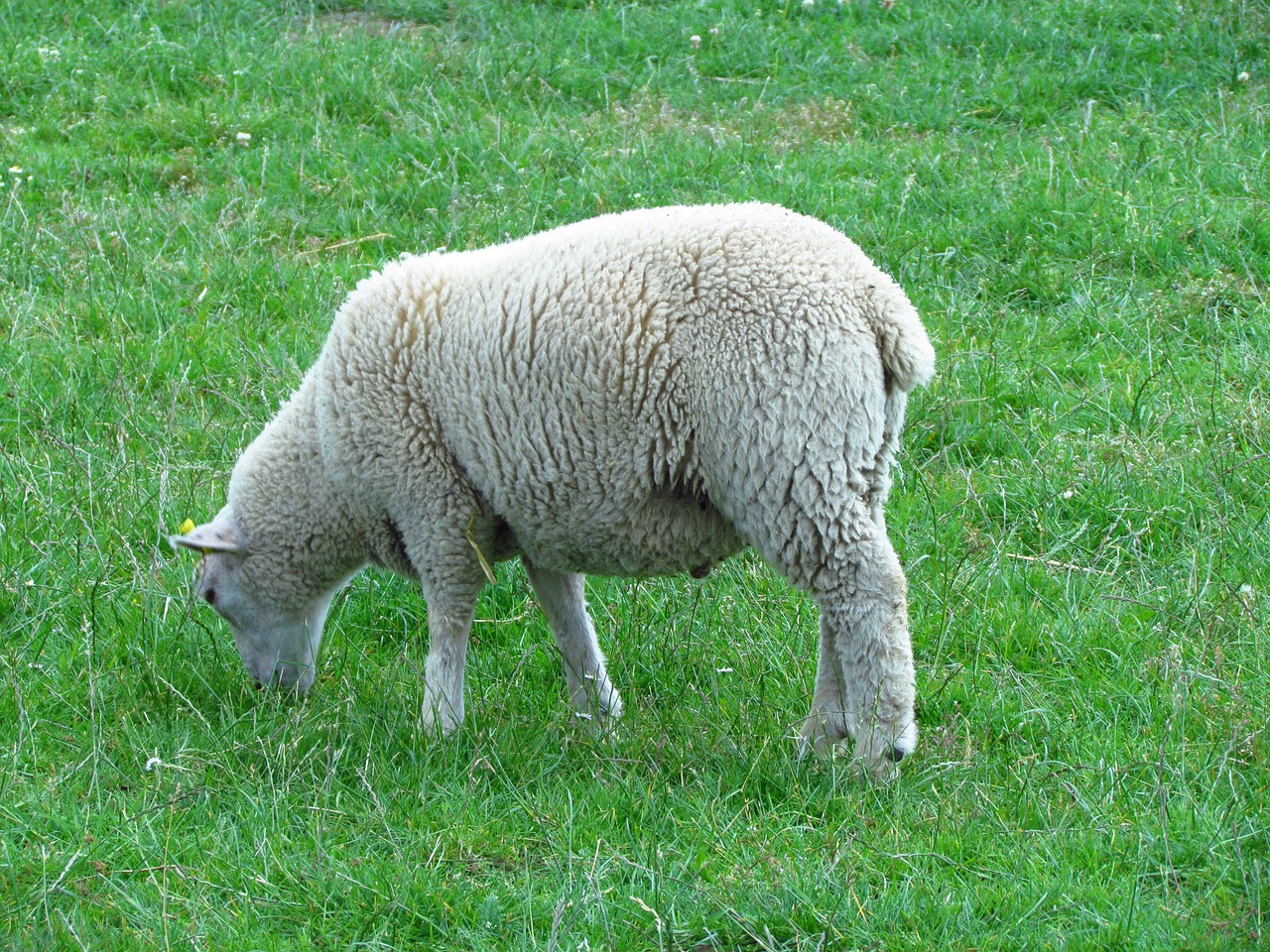 sheep nature animal free photo