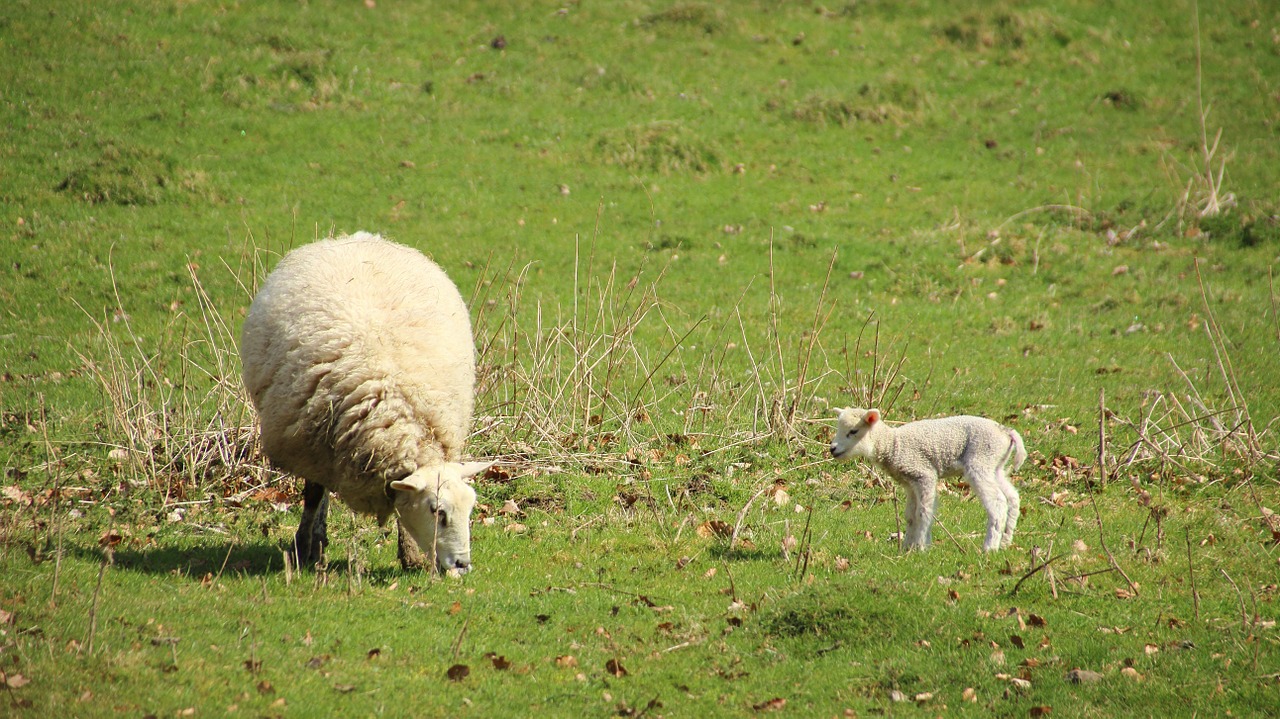 sheep lamb meadow free photo