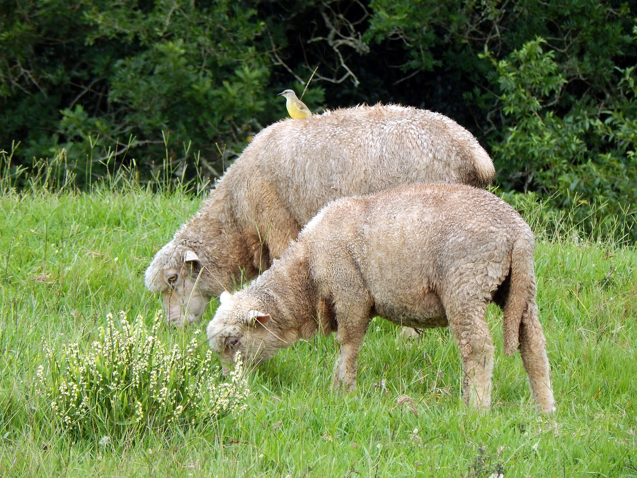 sheep bird canguçu free photo