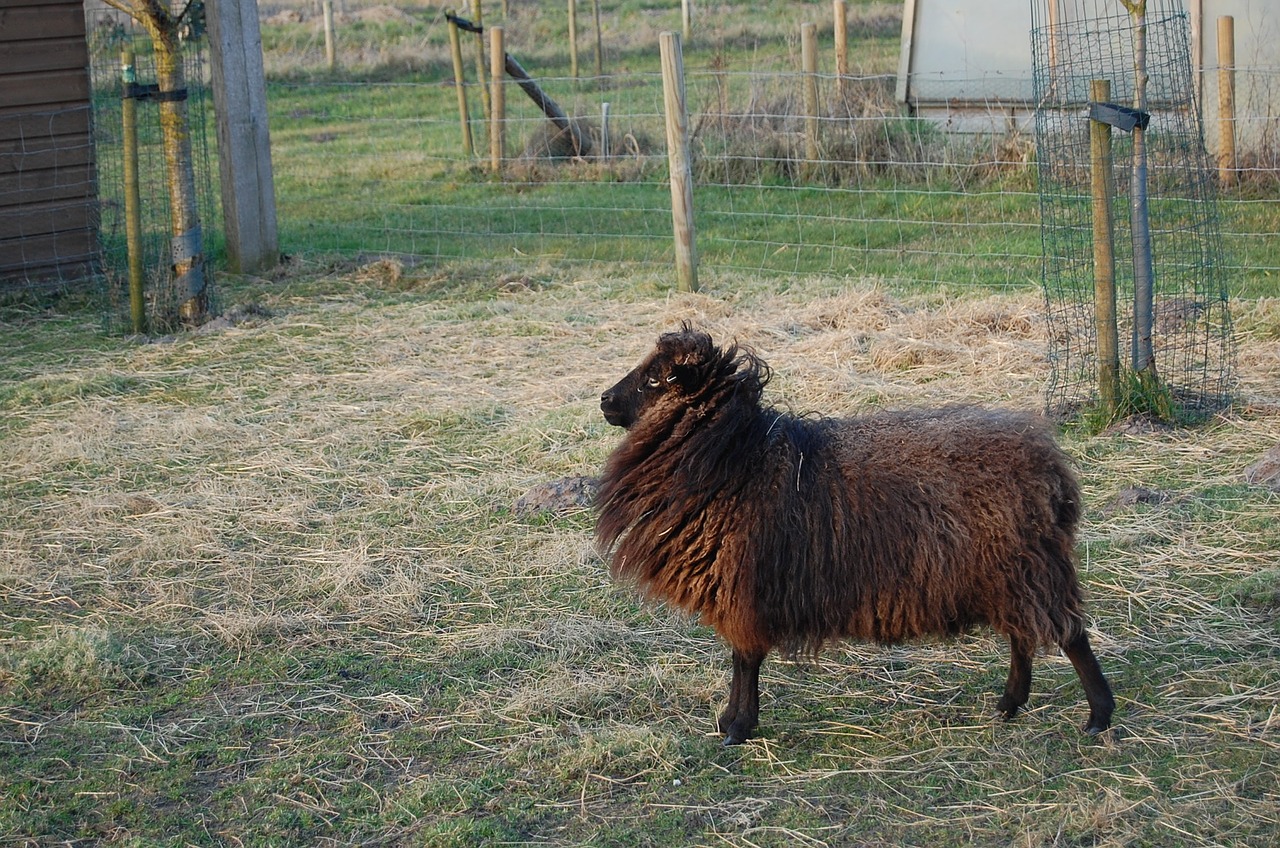 sheep black brown free photo