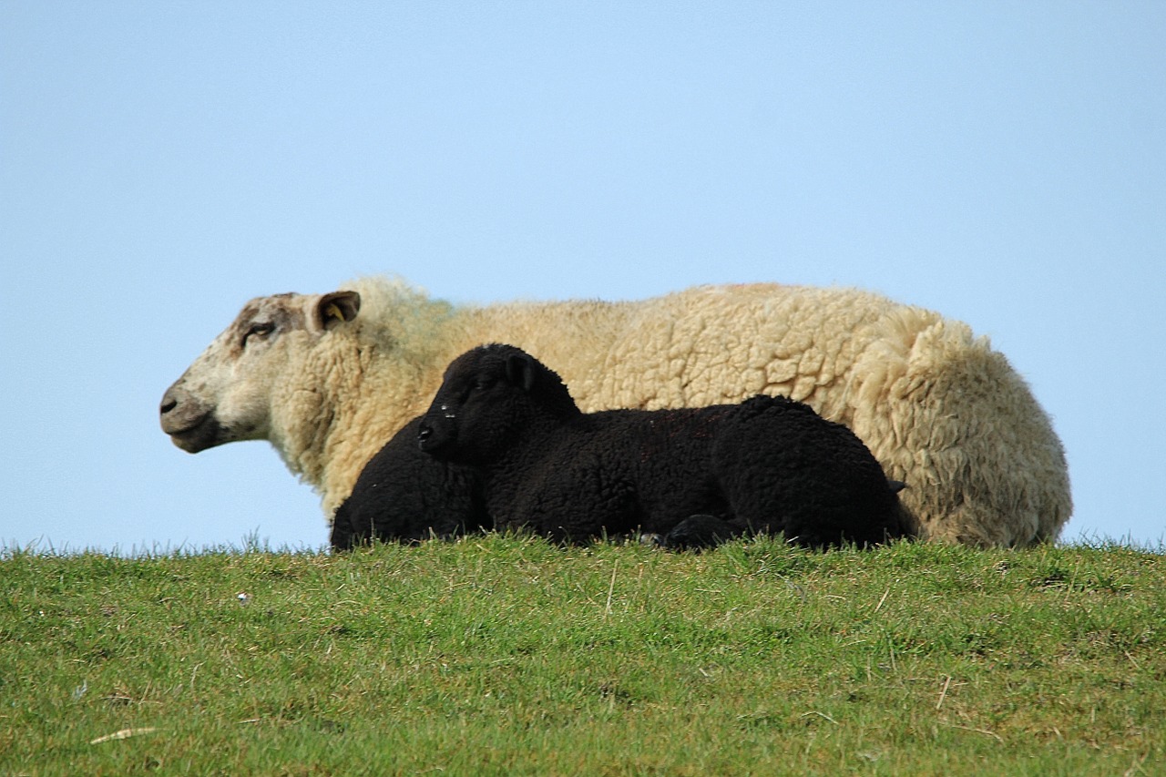 sheep lamb black and white free photo