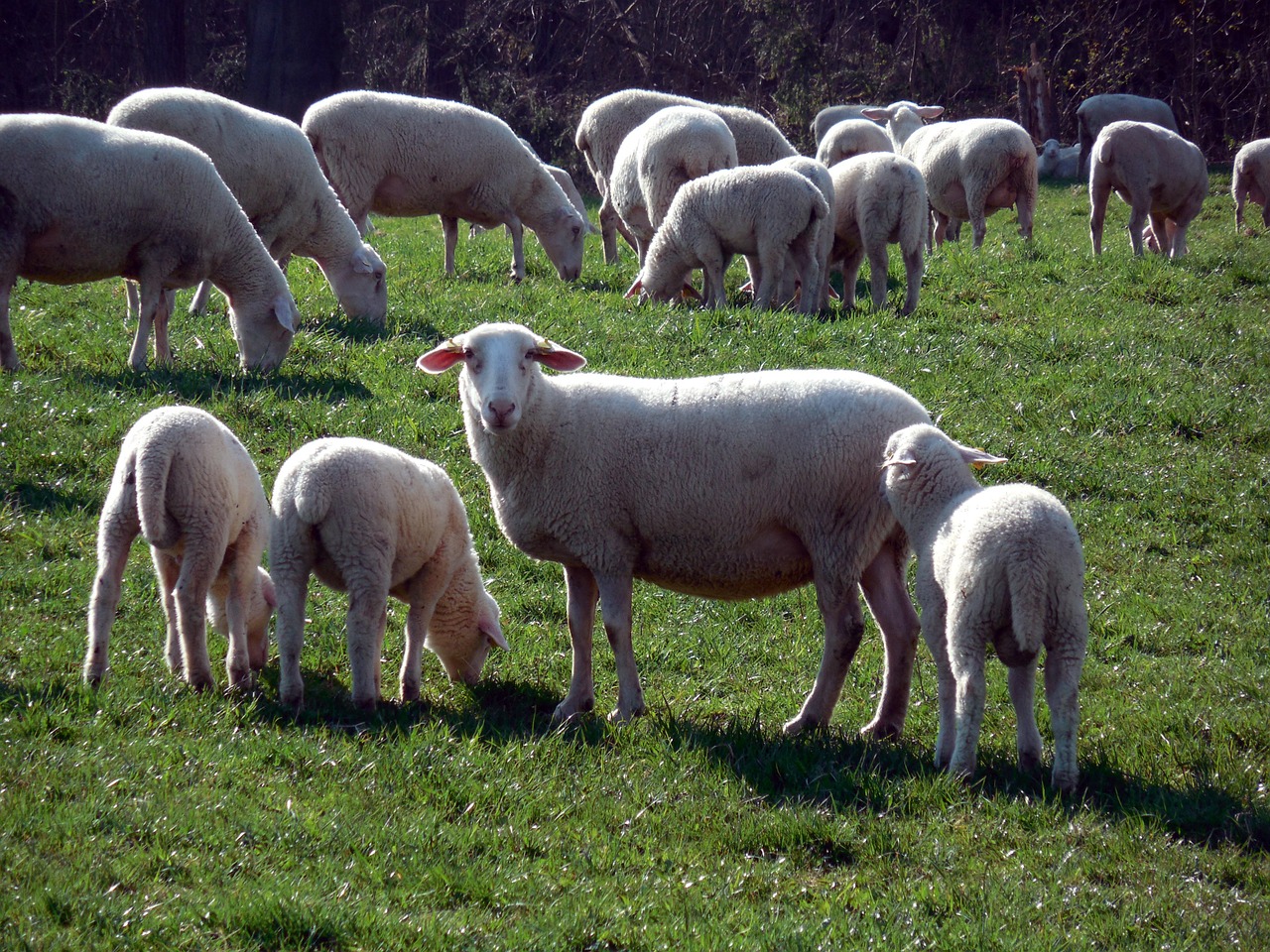 sheep flock flock of sheep free photo