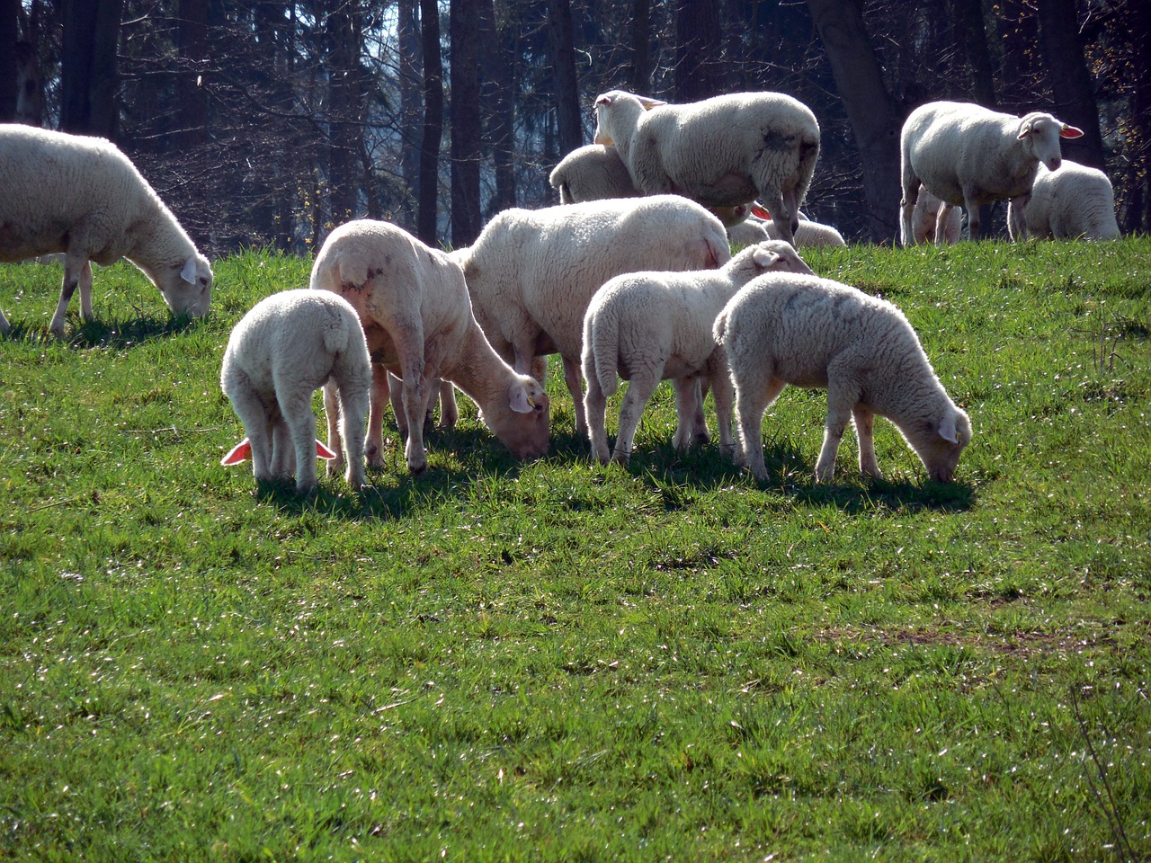 sheep flock flock of sheep free photo