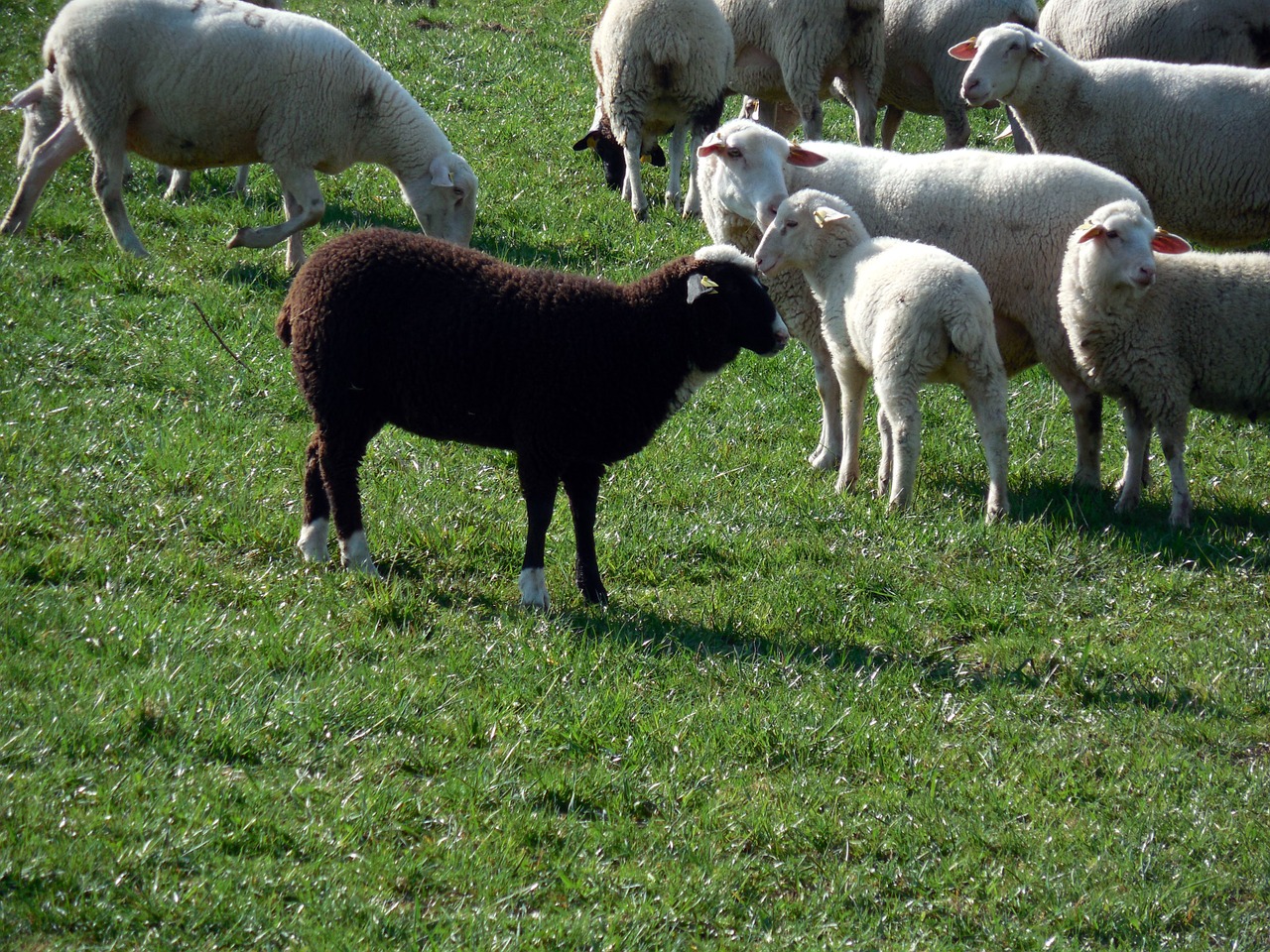 sheep flock flock of sheep free photo