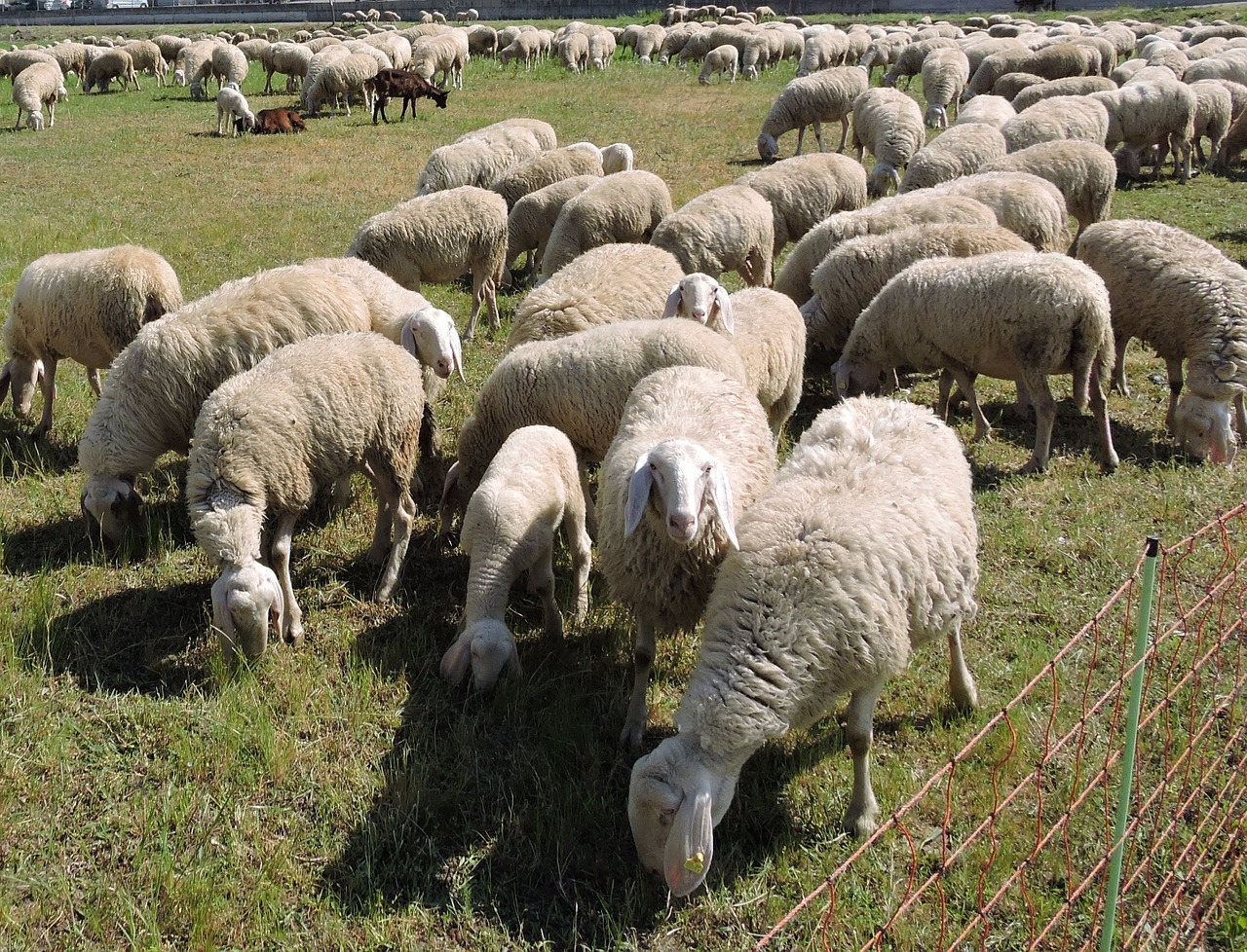 sheep flock grass free photo