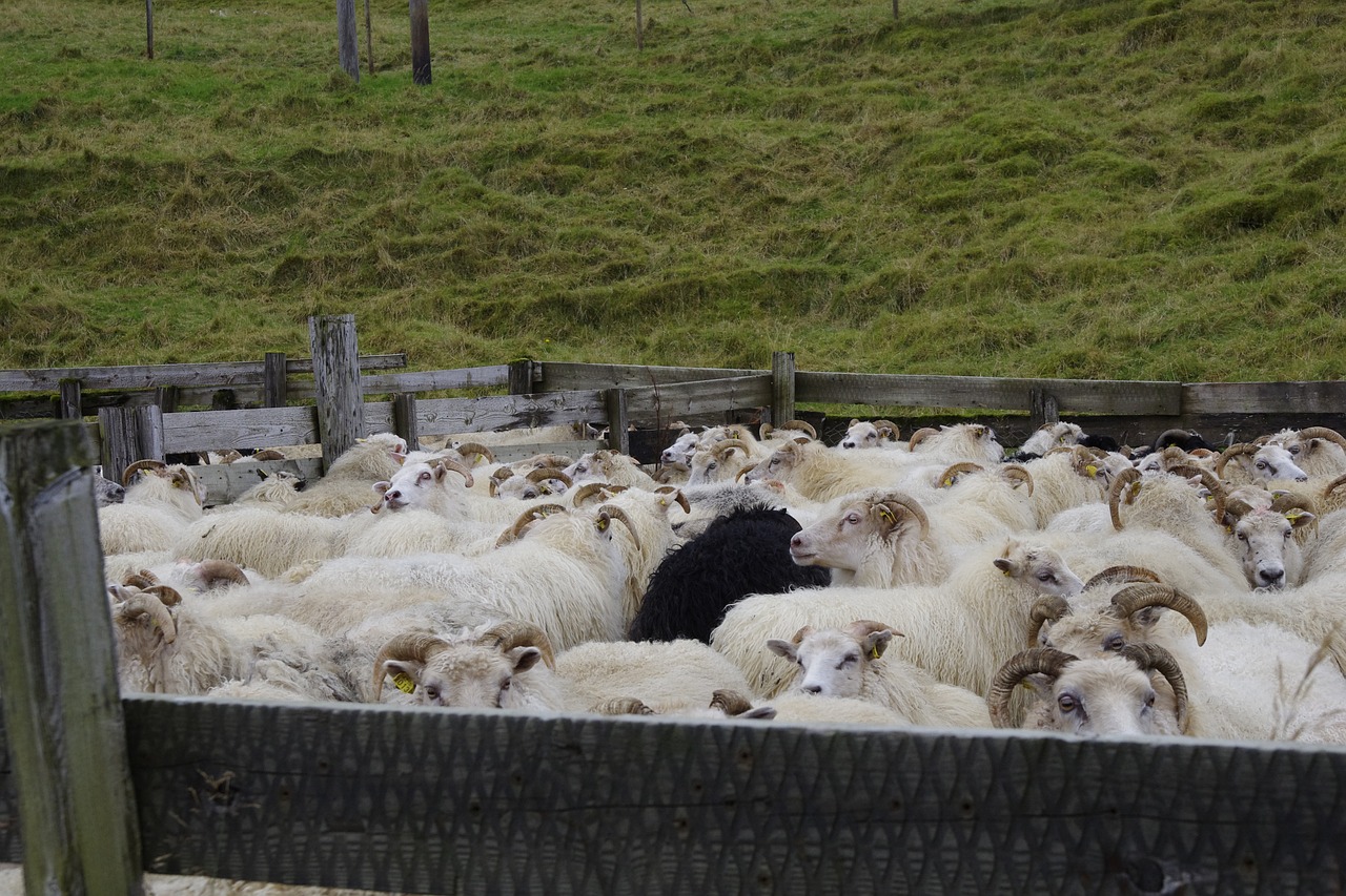 sheep iceland farm free photo