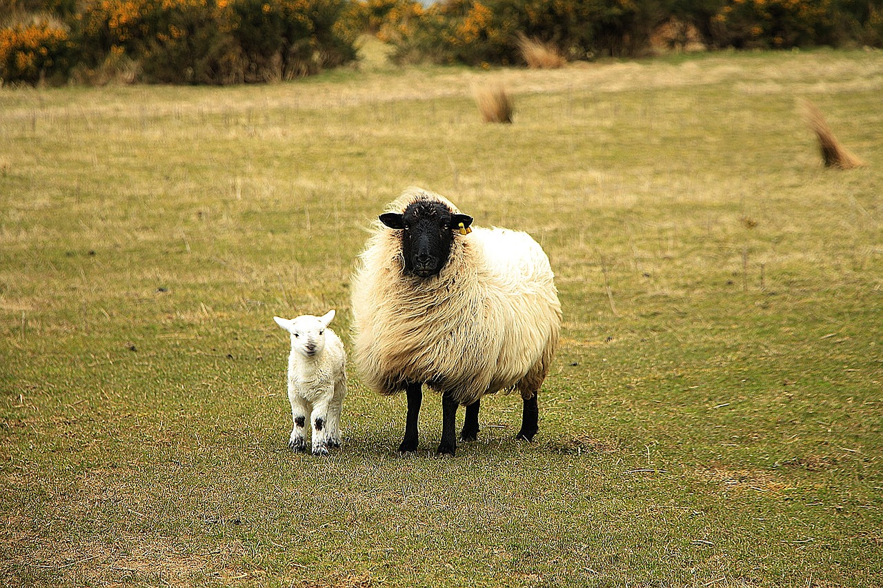 sheep baby sheep animals free photo