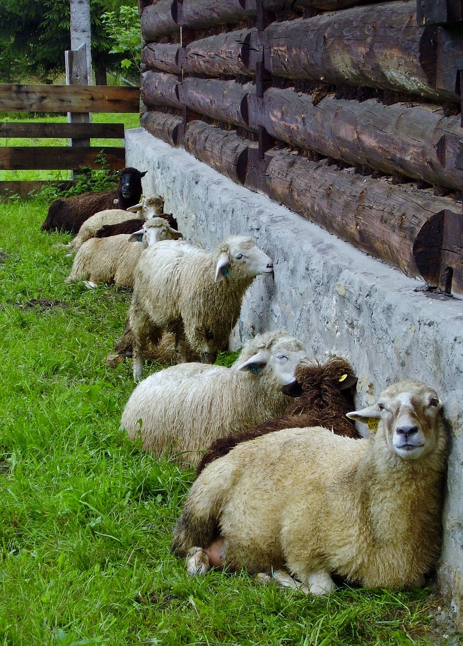 sheep wave pet free photo