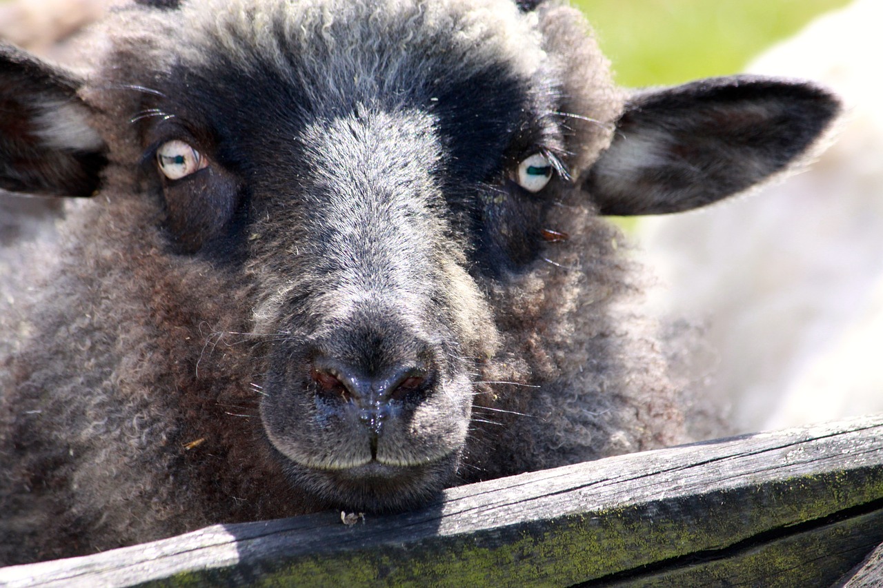 sheep lamb eyes free photo