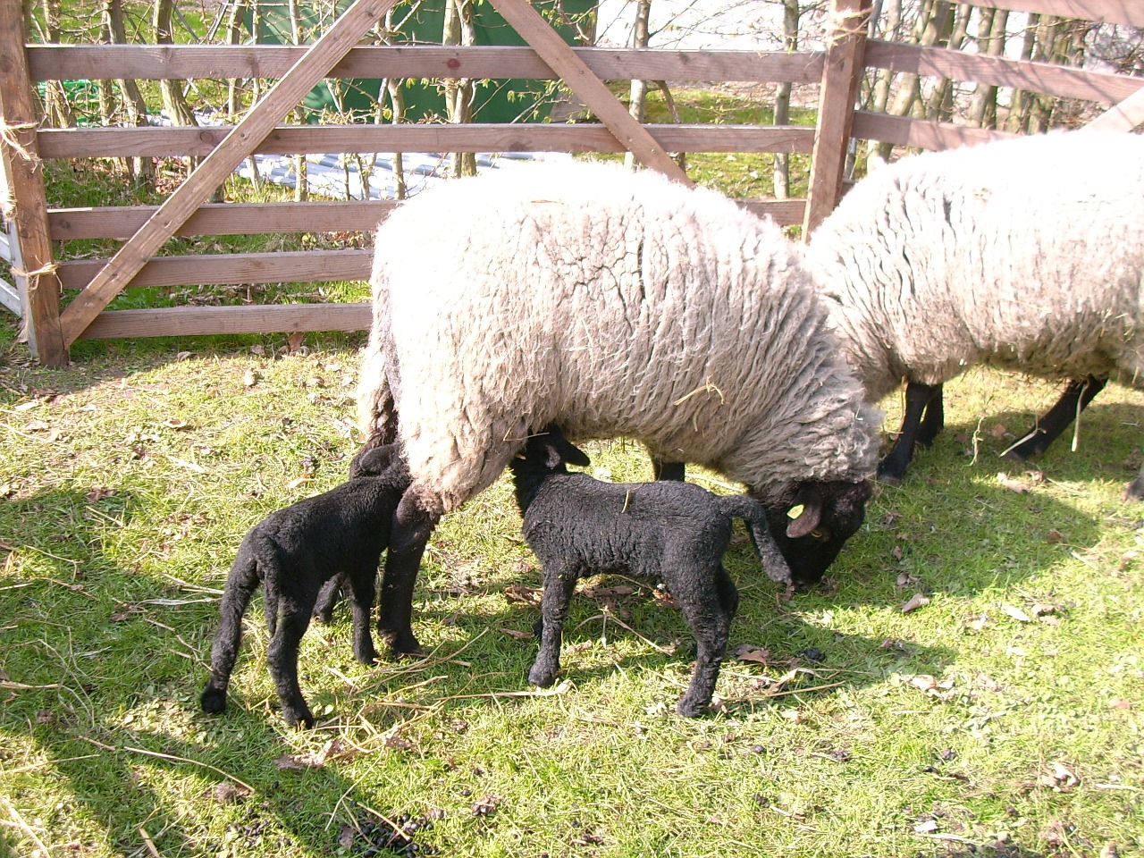 sheep black lambs easter free photo