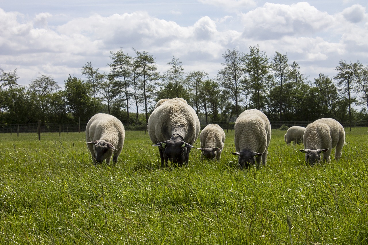 sheep landscape netherlands free photo