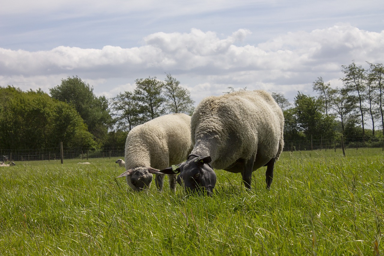 sheep landscape netherlands free photo