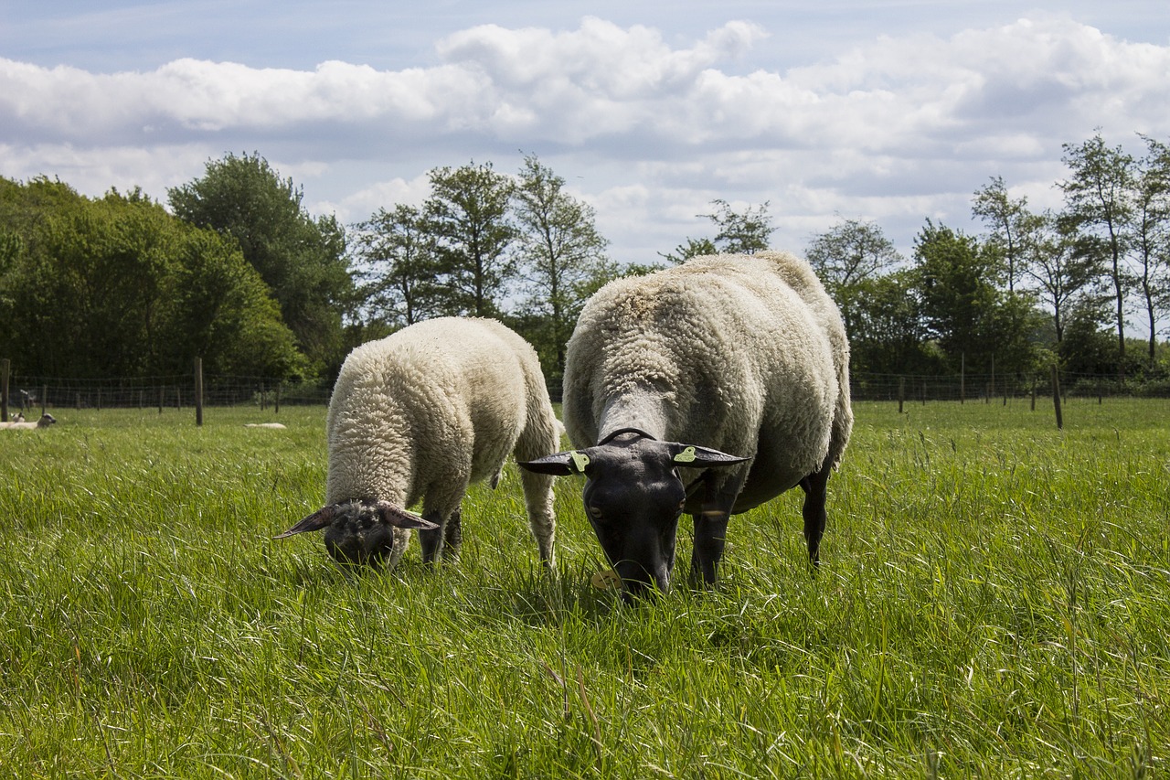 sheep landscape netherlands free photo