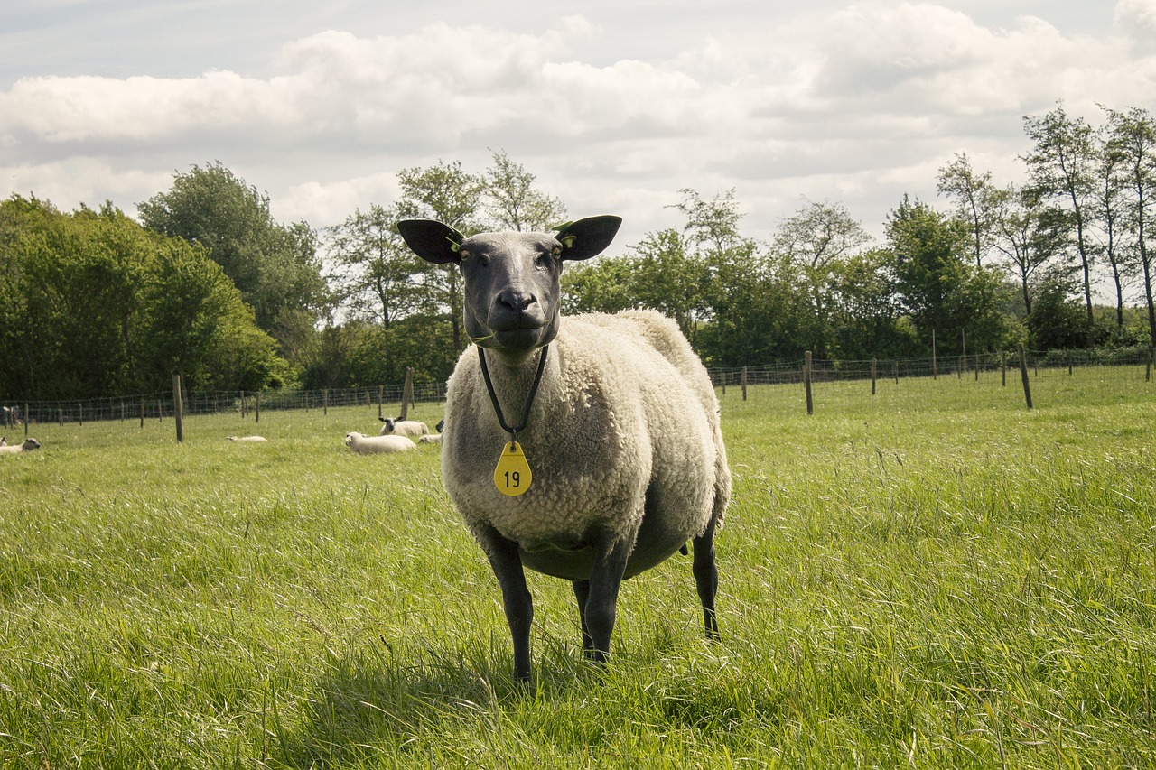 sheep landscape netherlands free photo