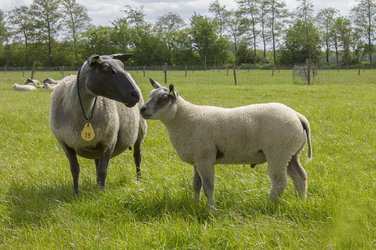 sheep landscape netherlands free photo