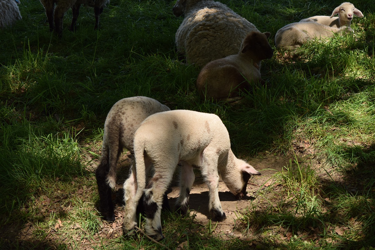 sheep animals farm free photo