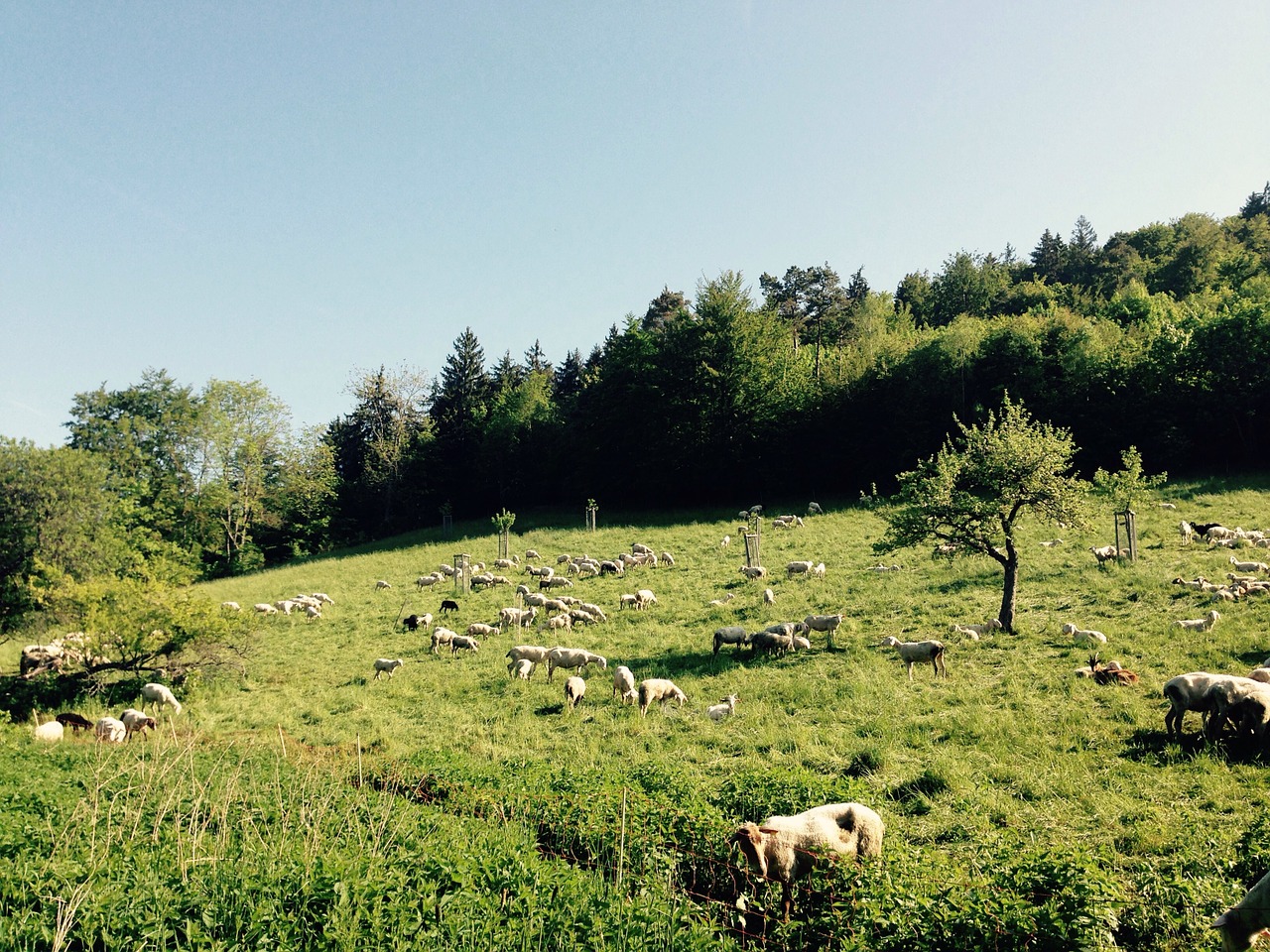 sheep field meadow free photo