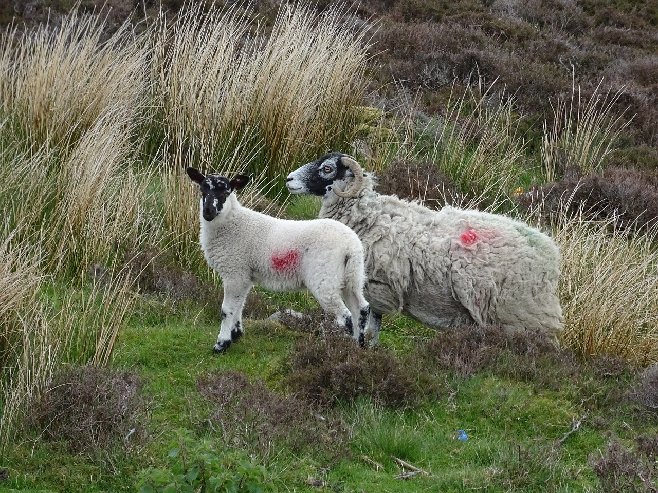 sheep ewe lamb free photo