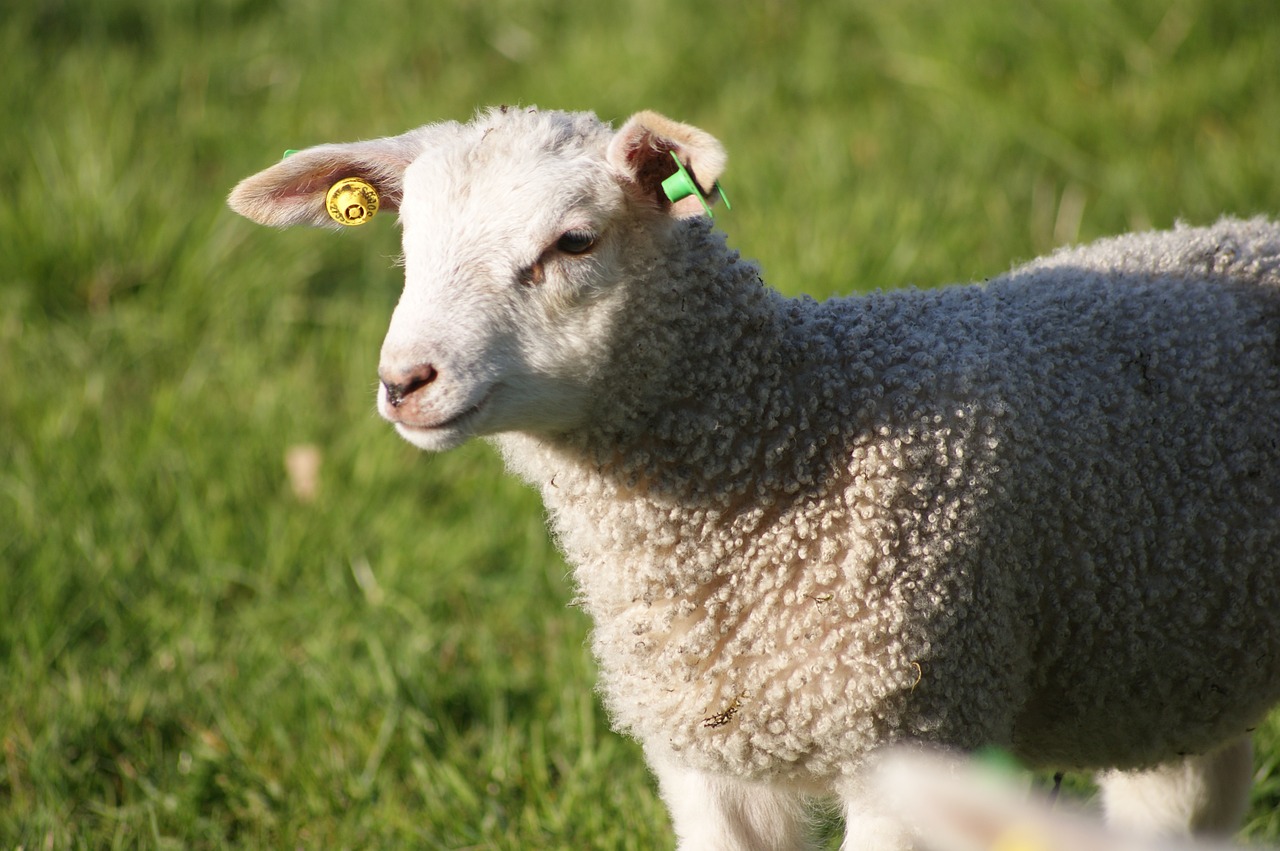 sheep lamb agriculture free photo