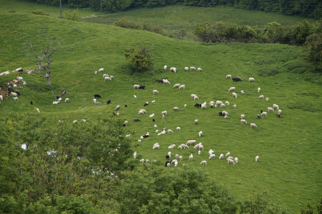 sheep graze pasture free photo