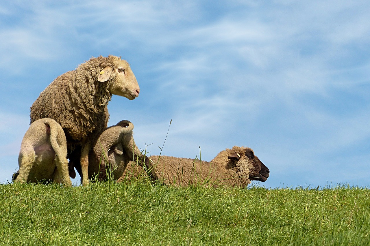 sheep lambs dike free photo
