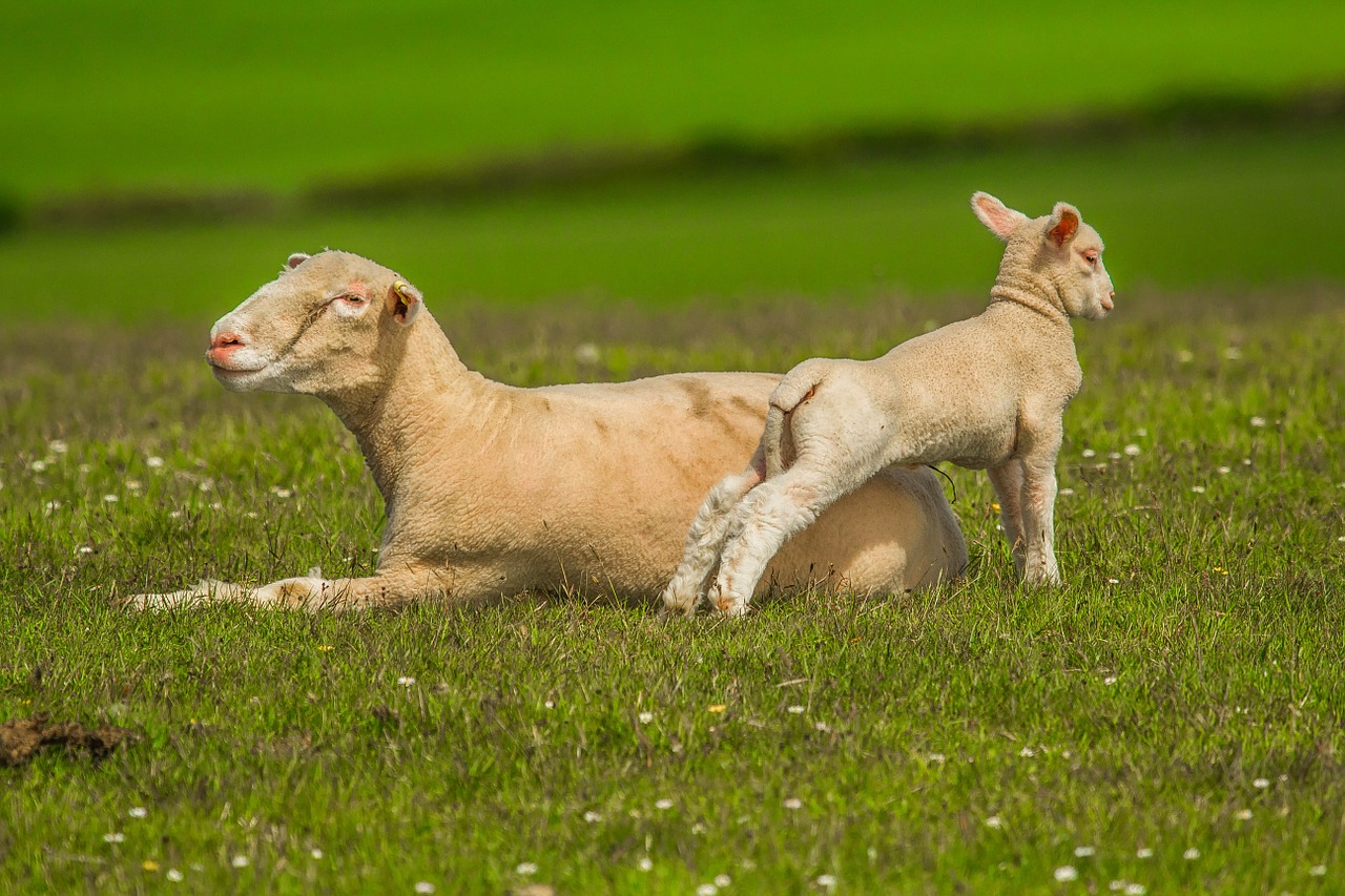 sheep luka nature free photo