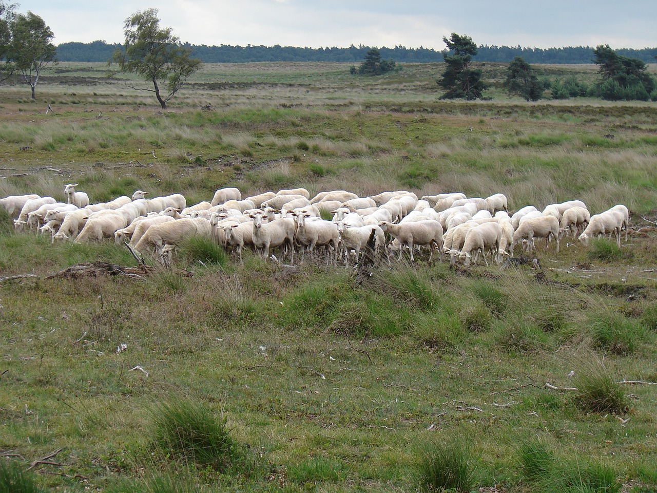 sheep herd heideveld free photo